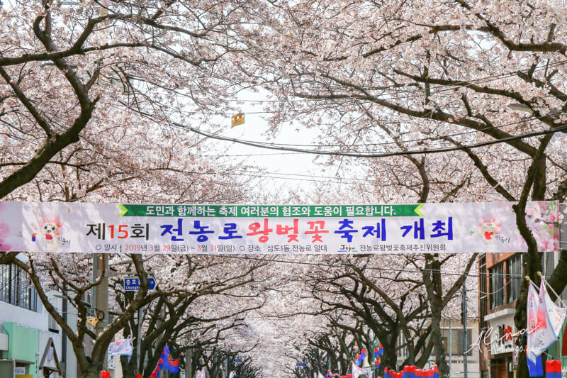 【濟州島櫻花景點】典農路-櫻花節慶典櫻花道路，櫻花滿開的浪漫 @Alina 愛琳娜