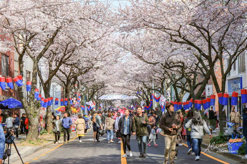 【濟州島櫻花景點】典農路-櫻花節慶典櫻花道路,櫻花滿開的浪漫 @Alina 愛琳娜 【濟州島櫻花景點】典農路-櫻花節慶典櫻花道路,櫻花滿開的浪漫 @Alina 愛琳娜