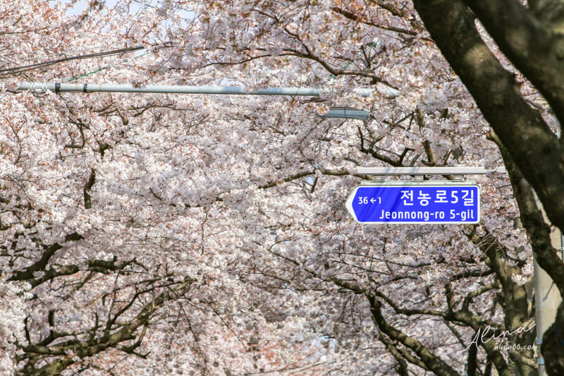 【濟州島櫻花景點】典農路-櫻花節慶典櫻花道路,櫻花滿開的浪漫 @Alina 愛琳娜 【濟州島櫻花景點】典農路-櫻花節慶典櫻花道路,櫻花滿開的浪漫 @Alina 愛琳娜