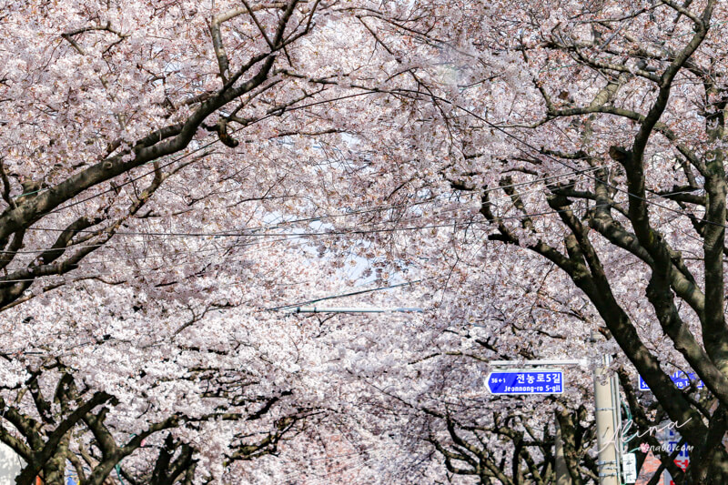 【濟州島櫻花景點】典農路-櫻花節慶典櫻花道路,櫻花滿開的浪漫 @Alina 愛琳娜 【濟州島櫻花景點】典農路-櫻花節慶典櫻花道路,櫻花滿開的浪漫 @Alina 愛琳娜