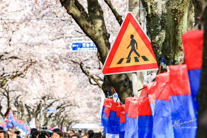 【濟州島櫻花景點】典農路-櫻花節慶典櫻花道路,櫻花滿開的浪漫 @Alina 愛琳娜 【濟州島櫻花景點】典農路-櫻花節慶典櫻花道路,櫻花滿開的浪漫 @Alina 愛琳娜