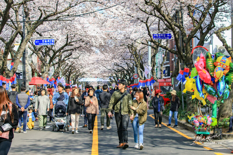 【濟州島櫻花景點】典農路-櫻花節慶典櫻花道路，櫻花滿開的浪漫 @Alina 愛琳娜