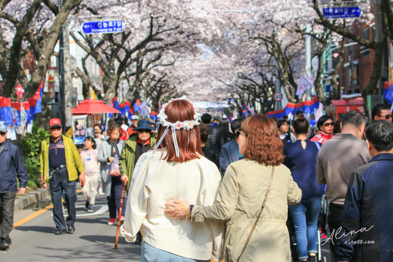 【濟州島櫻花景點】典農路-櫻花節慶典櫻花道路,櫻花滿開的浪漫 @Alina 愛琳娜 【濟州島櫻花景點】典農路-櫻花節慶典櫻花道路,櫻花滿開的浪漫 @Alina 愛琳娜