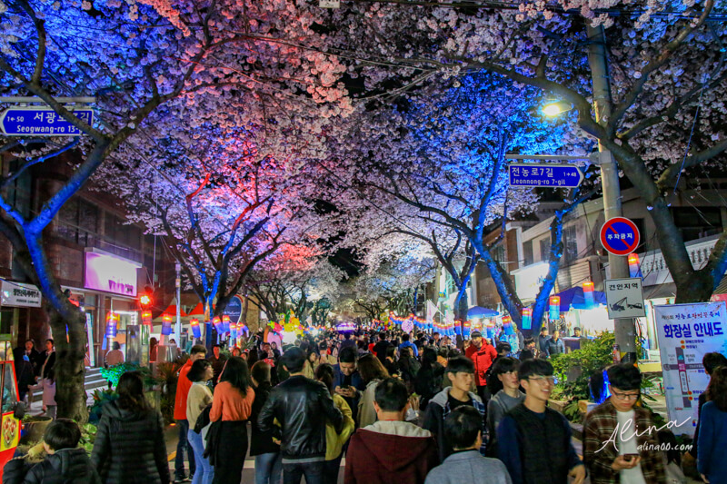 【濟州島櫻花景點】典農路-櫻花節慶典櫻花道路，櫻花滿開的浪漫 @Alina 愛琳娜