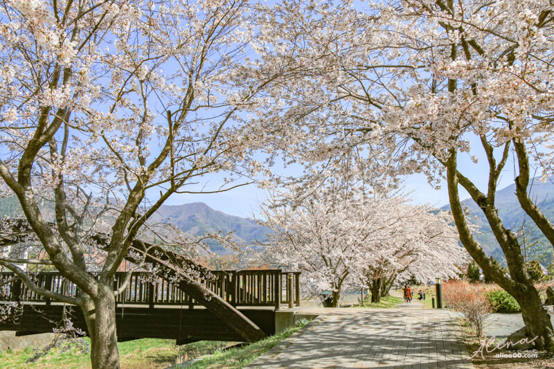 【日本景點】富士山 河口湖 交通一日游攻略，富士山櫻花景點推薦 @Alina 愛琳娜