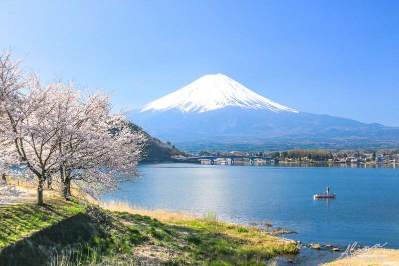 【日本景點】富士山 河口湖 交通一日游攻略，富士山櫻花景點推薦 @Alina 愛琳娜