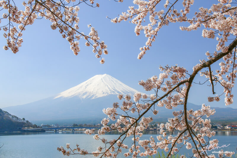 【日本景點】富士山 河口湖 交通一日游攻略，富士山櫻花景點推薦 @Alina 愛琳娜