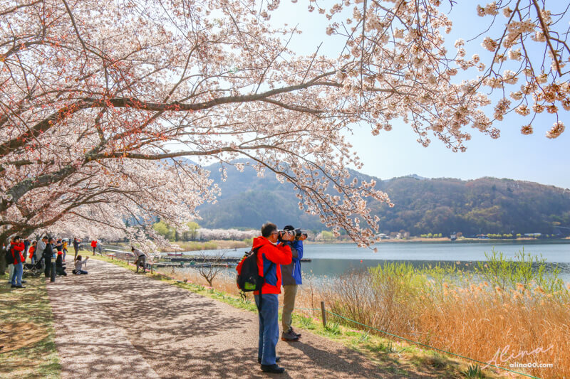 【日本景點】富士山 河口湖 交通一日游攻略，富士山櫻花景點推薦 @Alina 愛琳娜