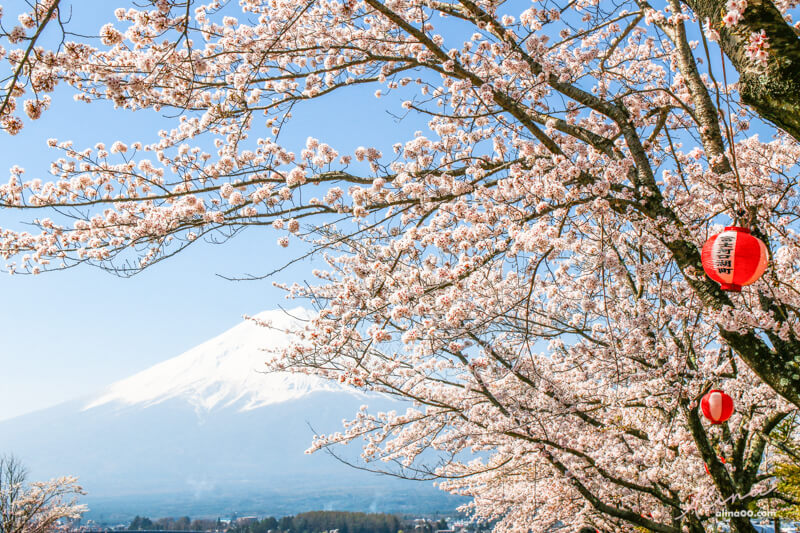 【日本景點】富士山 河口湖 交通一日游攻略，富士山櫻花景點推薦 @Alina 愛琳娜