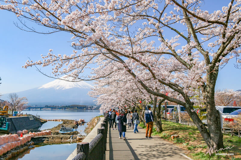 【日本景點】富士山 河口湖 交通一日游攻略，富士山櫻花景點推薦 @Alina 愛琳娜