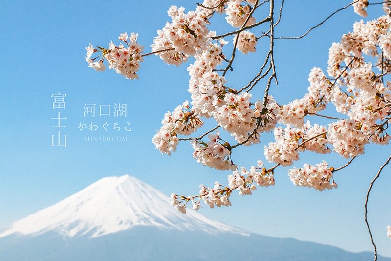 【日本景點】富士山 河口湖 交通一日游攻略，富士山櫻花景點推薦 @Alina 愛琳娜