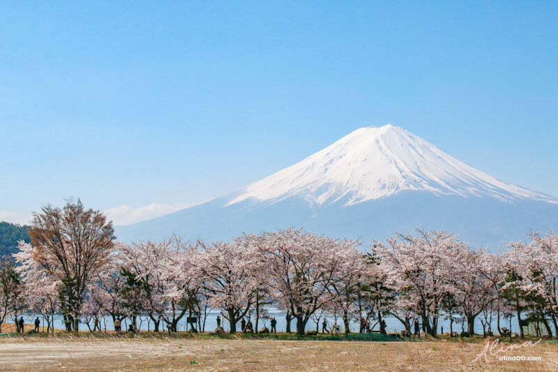 【日本景點】富士山 河口湖 交通一日游攻略，富士山櫻花景點推薦 @Alina 愛琳娜
