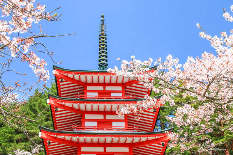【日本景點】新倉富士淺間神社｜富士山櫻花交通、新倉山淺間公園 @Alina 愛琳娜