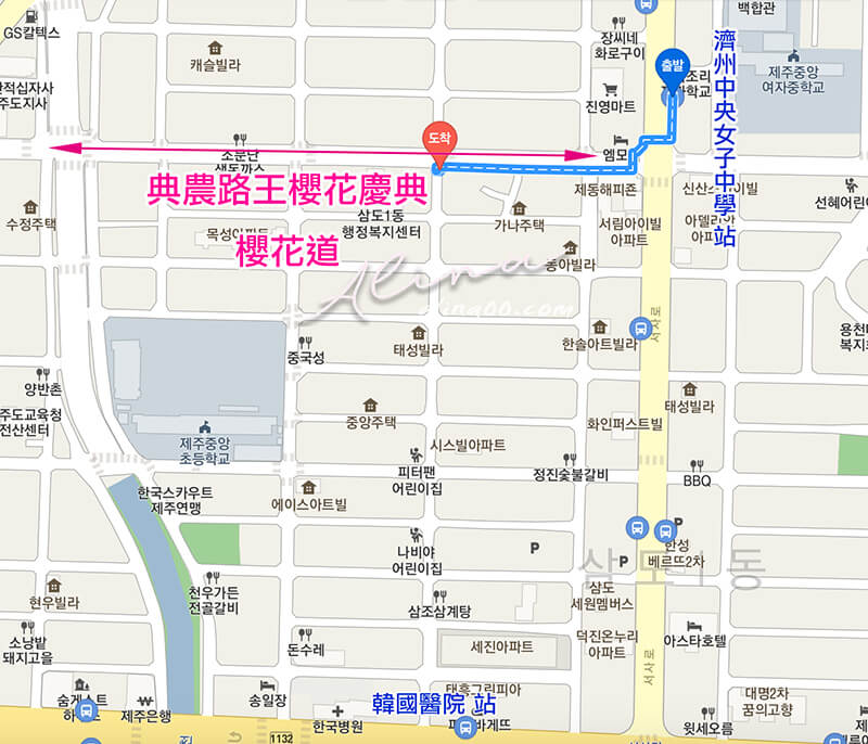 【濟州島櫻花景點】典農路-櫻花節慶典櫻花道路,櫻花滿開的浪漫 @Alina 愛琳娜 【濟州島櫻花景點】典農路-櫻花節慶典櫻花道路,櫻花滿開的浪漫 @Alina 愛琳娜