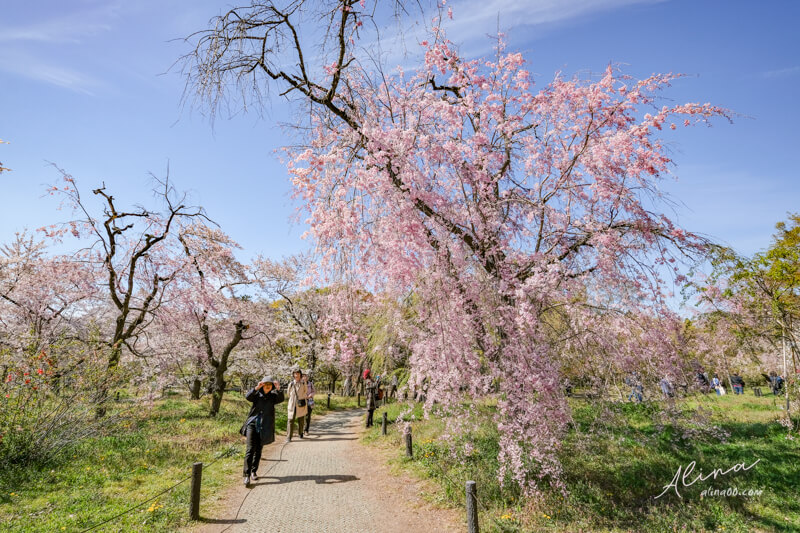 【關西自由行】京都櫻花景點一日遊 行程，搭京都觀光巴士賞櫻 @Alina 愛琳娜