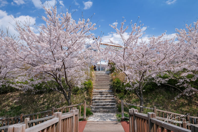 【釜山景點】韓國 釜山櫻花一日遊 行程,在地人推薦釜山賞櫻景點 @Alina 愛琳娜 【釜山景點】韓國 釜山櫻花一日遊 行程,在地人推薦釜山賞櫻景點 @Alina 愛琳娜