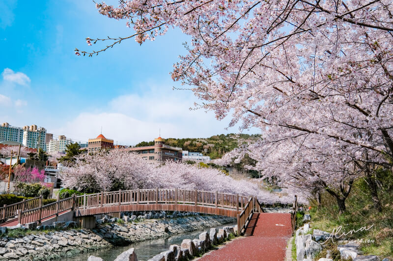 【釜山景點】韓國 釜山櫻花一日遊 行程，在地人推薦釜山賞櫻景點 @Alina 愛琳娜
