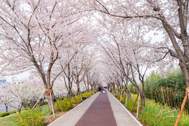 【釜山景點】韓國 釜山櫻花一日遊 行程，在地人推薦釜山賞櫻景點 @Alina 愛琳娜