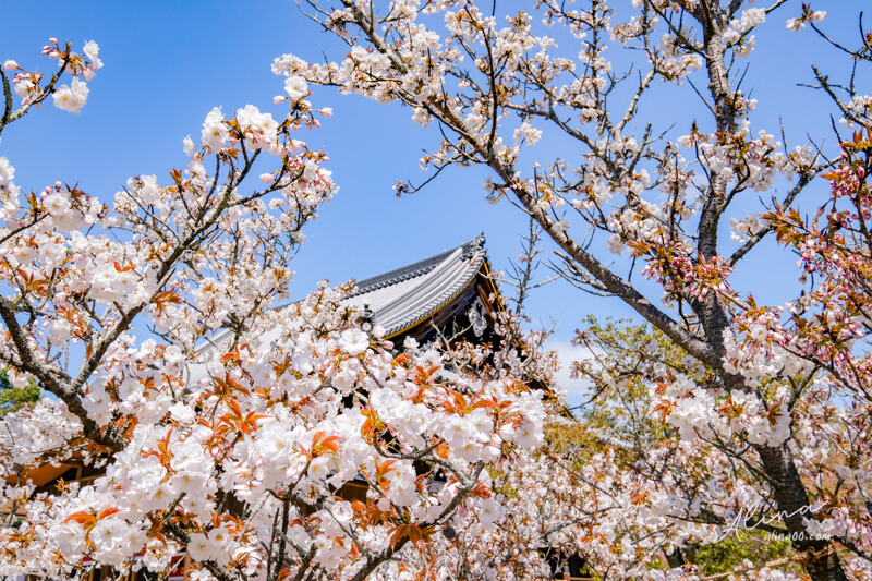 【關西自由行】京都櫻花景點一日遊 行程，搭京都觀光巴士賞櫻 @Alina 愛琳娜