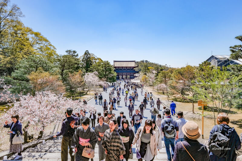 【關西自由行】京都櫻花景點一日遊 行程，搭京都觀光巴士賞櫻 @Alina 愛琳娜