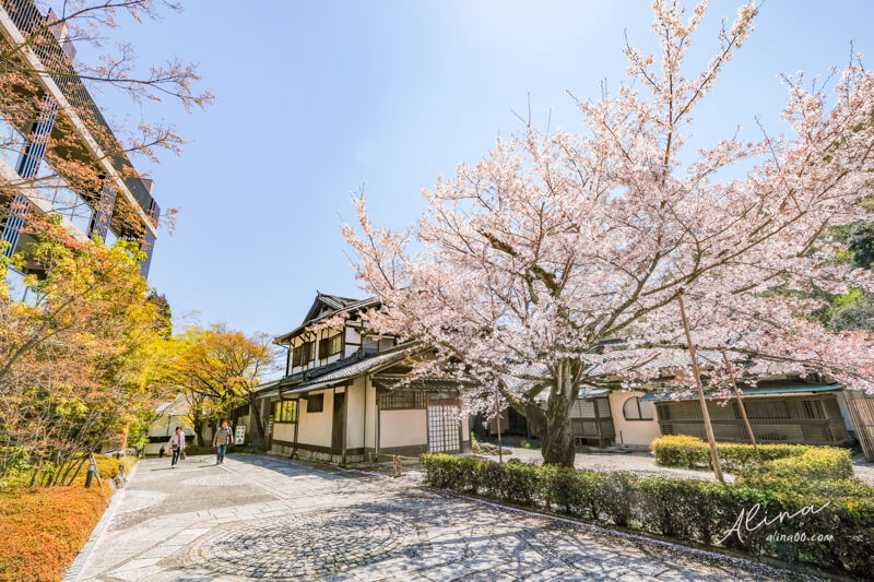 【關西自由行】京都櫻花景點一日遊 行程，搭京都觀光巴士賞櫻 @Alina 愛琳娜