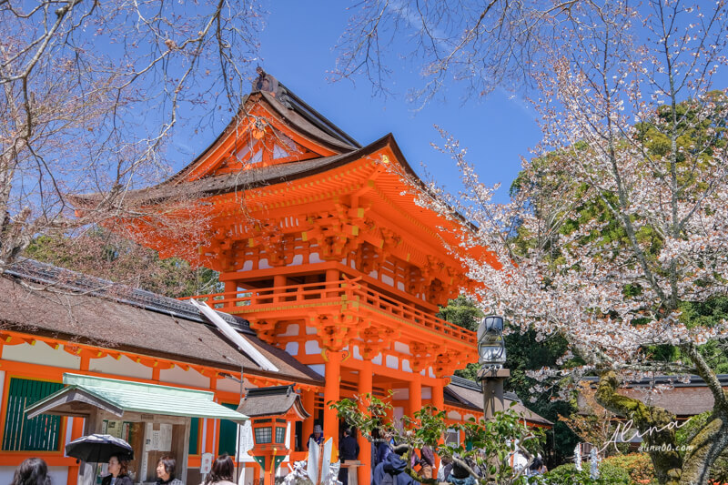 【關西自由行】京都櫻花景點一日遊 行程，搭京都觀光巴士賞櫻 @Alina 愛琳娜