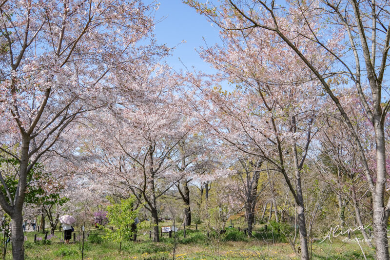 【關西自由行】京都櫻花景點一日遊 行程，搭京都觀光巴士賞櫻 @Alina 愛琳娜