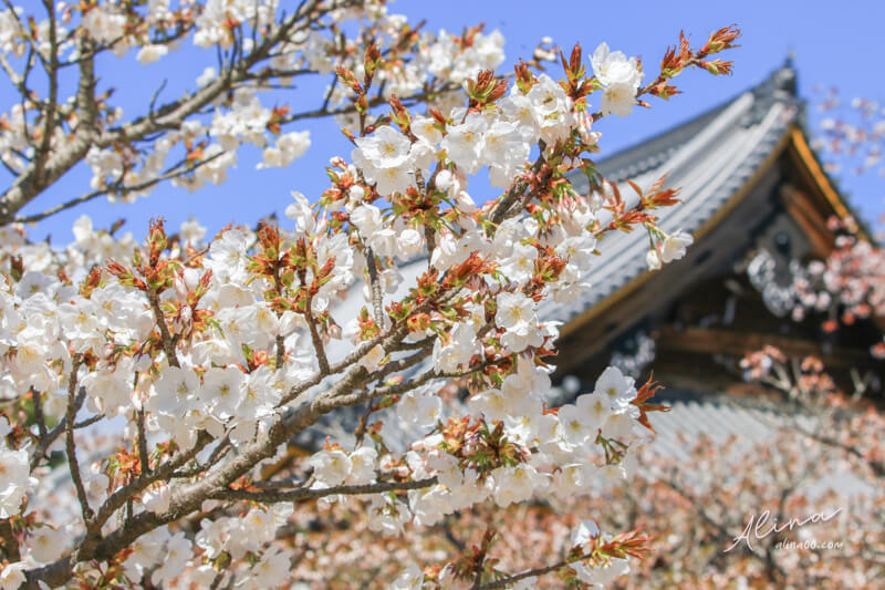 【關西自由行】京都櫻花景點一日遊 行程，搭京都觀光巴士賞櫻 @Alina 愛琳娜