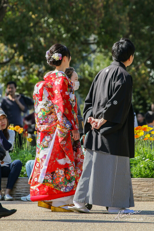 【關西自由行】京都櫻花景點一日遊 行程，搭京都觀光巴士賞櫻 @Alina 愛琳娜