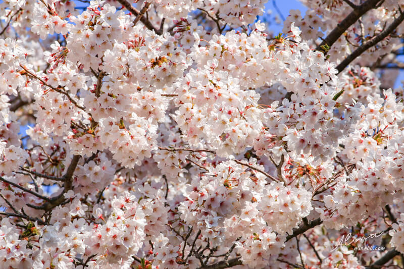 【釜山景點】韓國 釜山櫻花一日遊 行程，在地人推薦釜山賞櫻景點 @Alina 愛琳娜