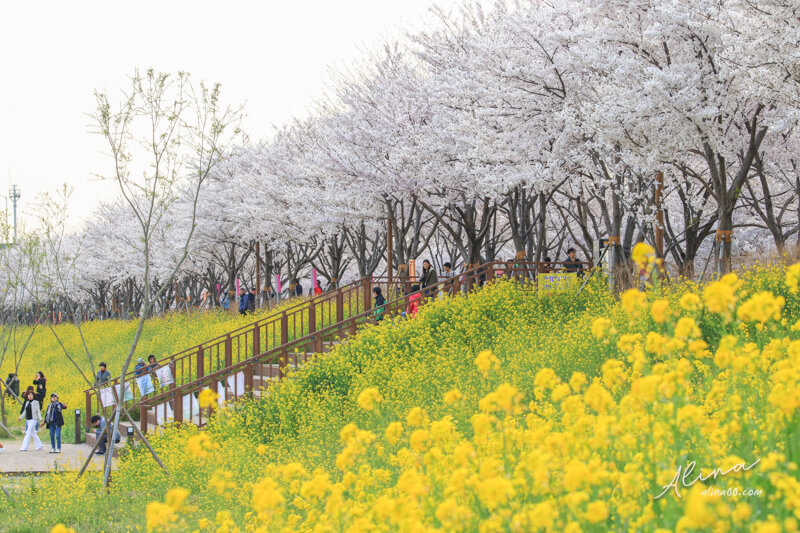 【釜山景點】韓國 釜山櫻花一日遊 行程,在地人推薦釜山賞櫻景點 @Alina 愛琳娜 【釜山景點】韓國 釜山櫻花一日遊 行程,在地人推薦釜山賞櫻景點 @Alina 愛琳娜
