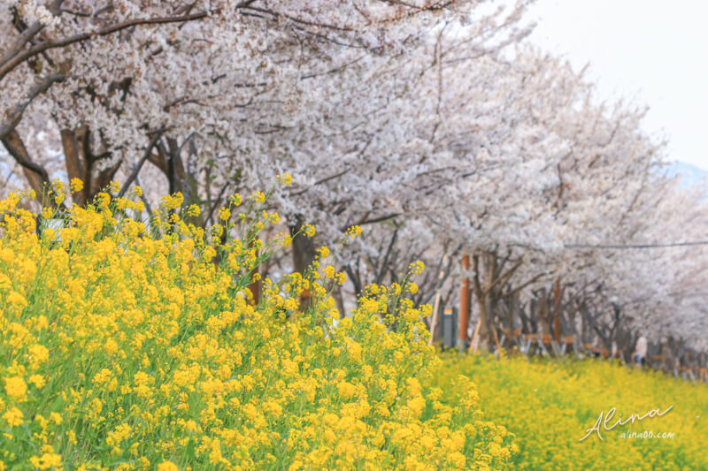 【釜山景點】韓國 釜山櫻花一日遊 行程,在地人推薦釜山賞櫻景點 @Alina 愛琳娜 【釜山景點】韓國 釜山櫻花一日遊 行程,在地人推薦釜山賞櫻景點 @Alina 愛琳娜