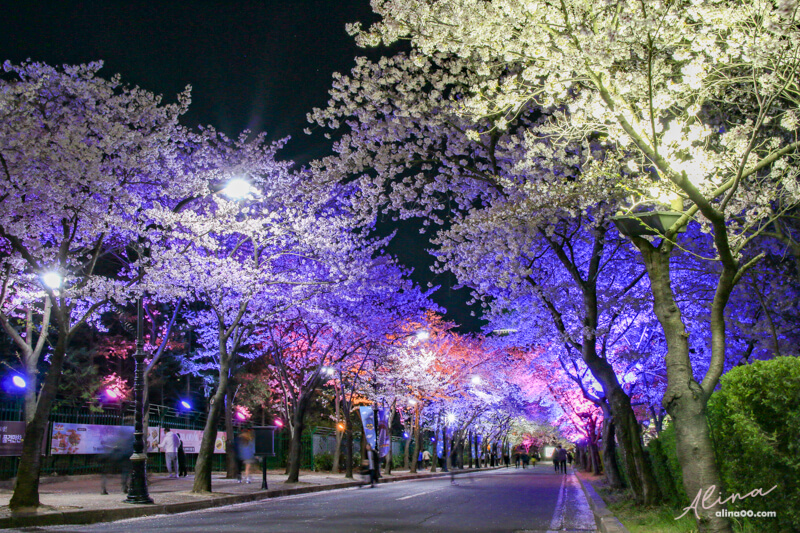 【大邱景點】E-World 大邱83塔:韓國遊樂園+星光櫻花節春季限定 @Alina 愛琳娜 【大邱景點】E-World 大邱83塔:韓國遊樂園+星光櫻花節春季限定 @Alina 愛琳娜
