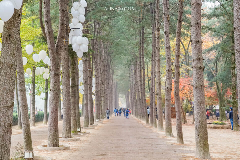 【韓國景點】京畿道 南怡島 一日遊|經典韓劇景點,首爾出發交通推薦 @Alina 愛琳娜 【韓國景點】京畿道 南怡島 一日遊|經典韓劇景點,首爾出發交通推薦 @Alina 愛琳娜