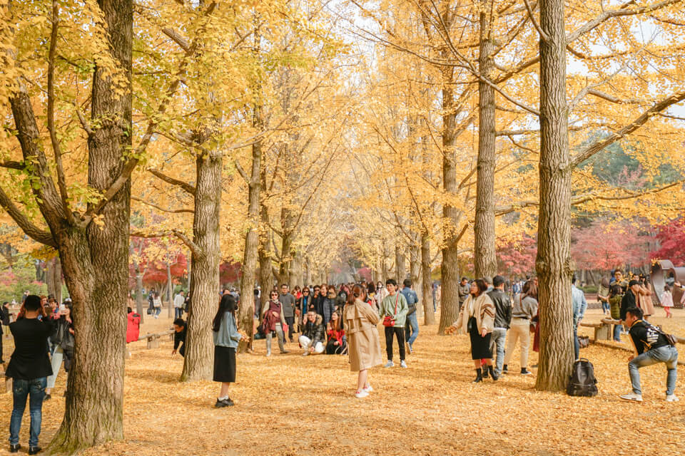 【韓國景點】京畿道 南怡島 一日遊|經典韓劇景點,首爾出發交通推薦 @Alina 愛琳娜 【韓國景點】京畿道 南怡島 一日遊|經典韓劇景點,首爾出發交通推薦 @Alina 愛琳娜