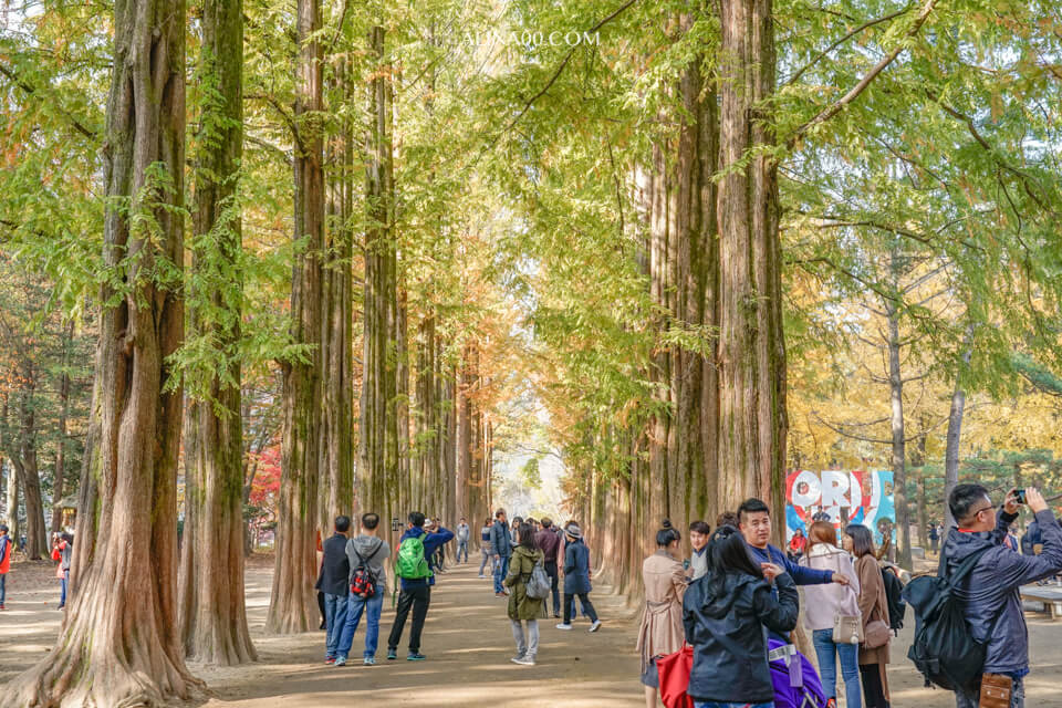 【韓國景點】京畿道 南怡島 一日遊|經典韓劇景點,首爾出發交通推薦 @Alina 愛琳娜 【韓國景點】京畿道 南怡島 一日遊|經典韓劇景點,首爾出發交通推薦 @Alina 愛琳娜