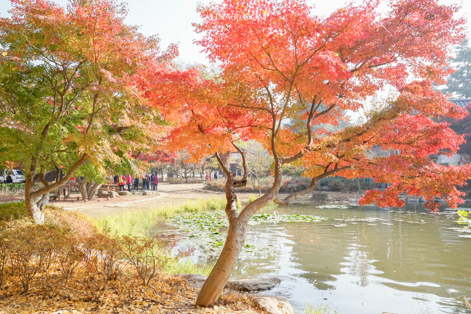 【韓國景點】京畿道 南怡島 一日遊|經典韓劇景點,首爾出發交通推薦 @Alina 愛琳娜 【韓國景點】京畿道 南怡島 一日遊|經典韓劇景點,首爾出發交通推薦 @Alina 愛琳娜