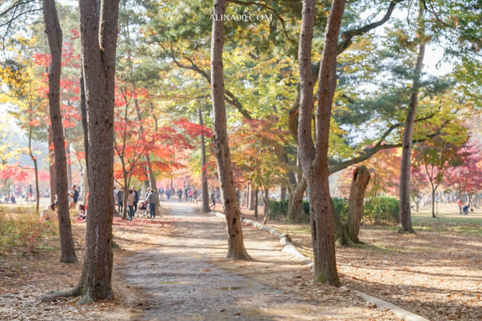 【韓國景點】京畿道 南怡島 一日遊|經典韓劇景點,首爾出發交通推薦 @Alina 愛琳娜 【韓國景點】京畿道 南怡島 一日遊|經典韓劇景點,首爾出發交通推薦 @Alina 愛琳娜