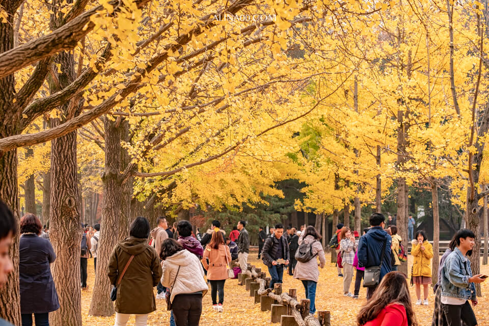 【韓國景點】京畿道 南怡島 一日遊|經典韓劇景點,首爾出發交通推薦 @Alina 愛琳娜 【韓國景點】京畿道 南怡島 一日遊|經典韓劇景點,首爾出發交通推薦 @Alina 愛琳娜