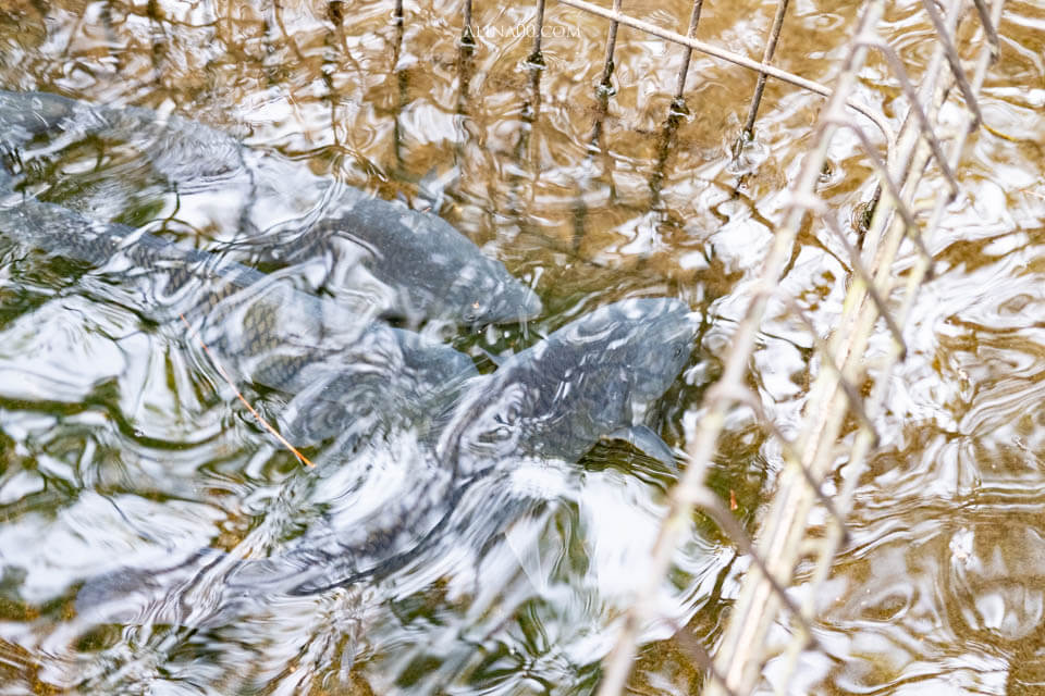 【佐賀特色美食】小城 鯉魚料理 ひのでや｜高營養價值的養顏聖品 @Alina 愛琳娜