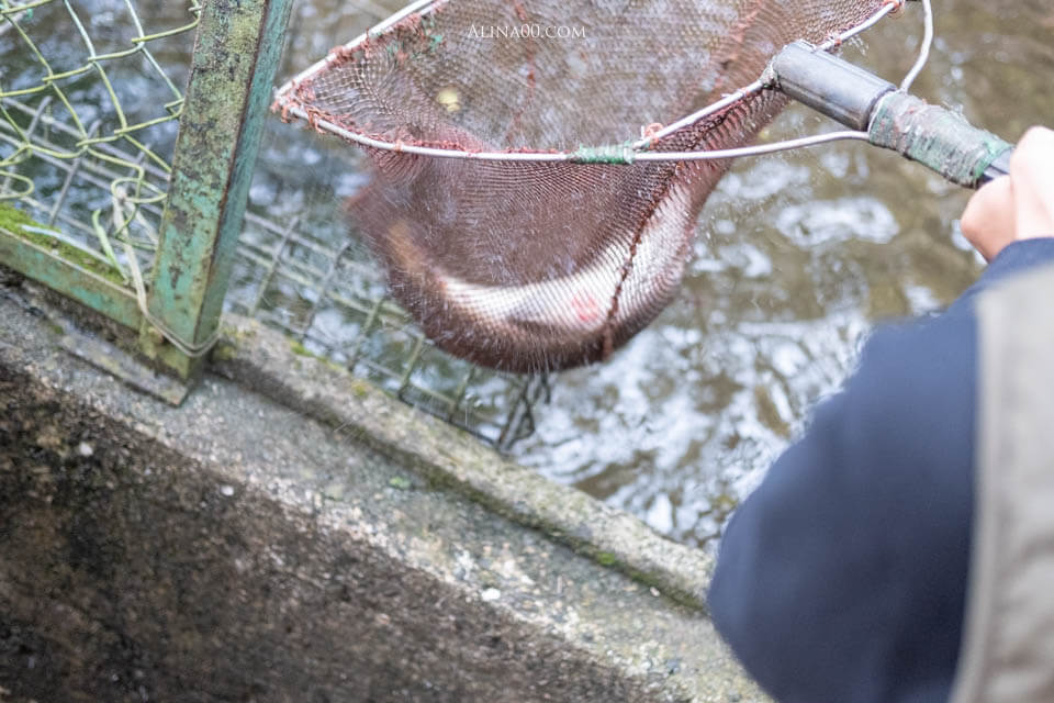 【佐賀特色美食】小城 鯉魚料理 ひのでや|高營養價值的養顏聖品 @Alina 愛琳娜 【佐賀特色美食】小城 鯉魚料理 ひのでや|高營養價值的養顏聖品 @Alina 愛琳娜