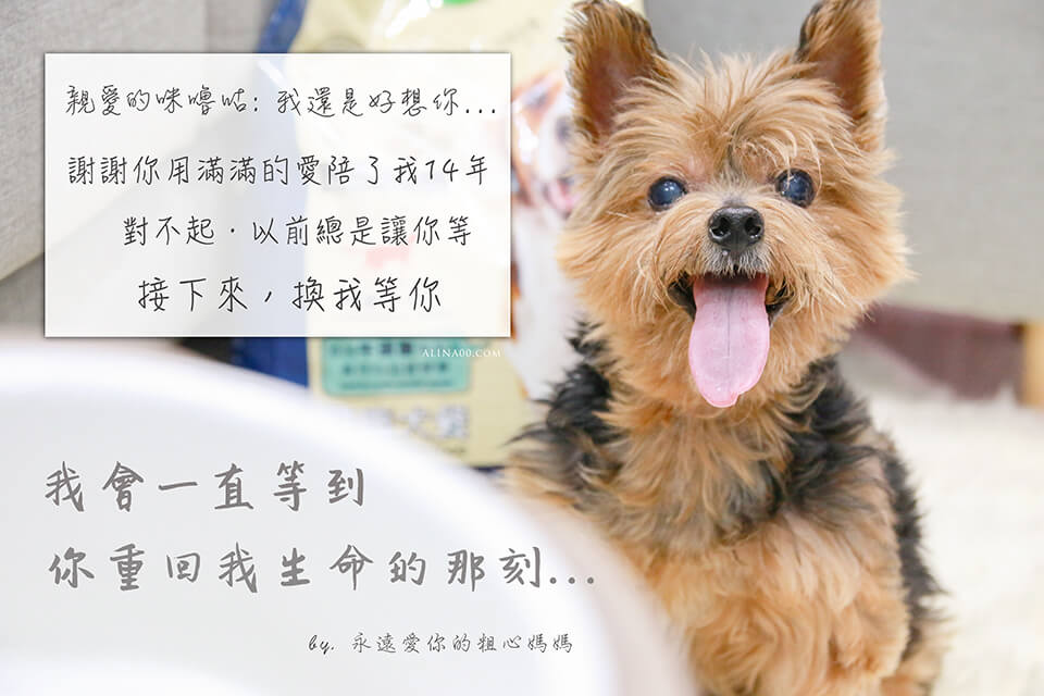 寵物慢性病-狗腎衰竭｜中末期症狀及照顧方式，記錄咪嚕咕1.0生命最後的45天… @Alina 愛琳娜