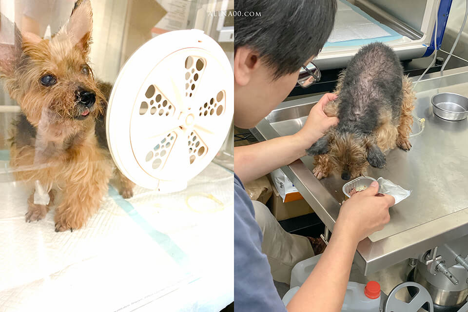 寵物慢性病-狗腎衰竭｜中末期症狀及照顧方式，記錄咪嚕咕1.0生命最後的45天… @Alina 愛琳娜