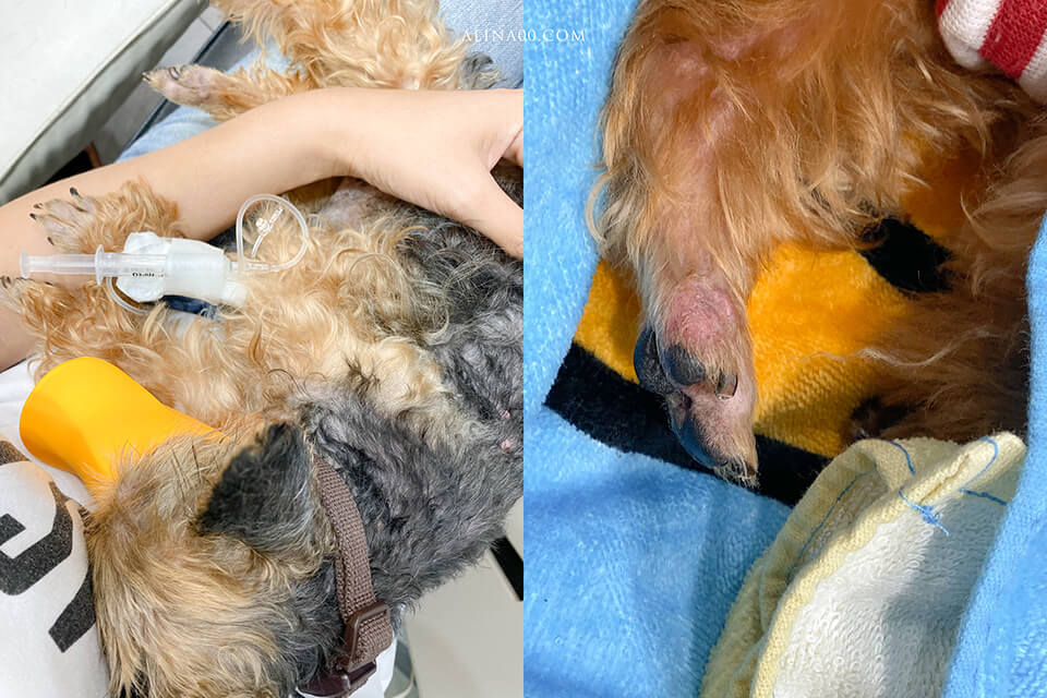 寵物慢性病-狗腎衰竭｜中末期症狀及照顧方式，記錄咪嚕咕1.0生命最後的45天… @Alina 愛琳娜