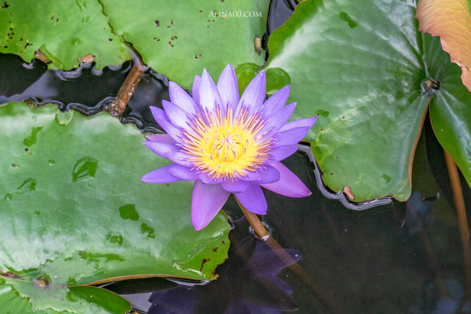 【花蓮美食】鐵掌櫃茶舍 金針花料理餐廳｜六十石山複合式民宿 @Alina 愛琳娜