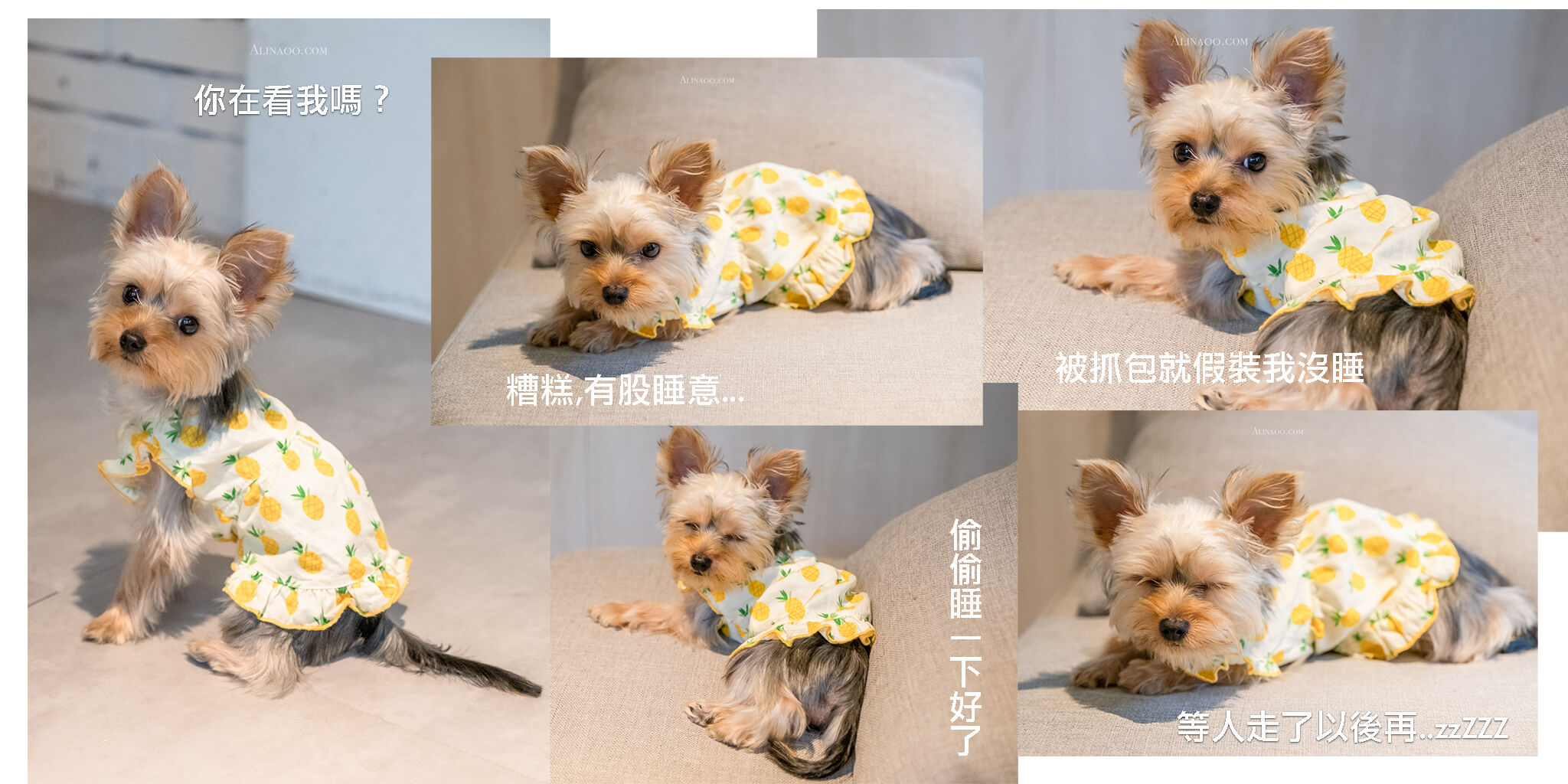 【宜蘭住宿】 煙波花時間宜蘭傳藝 |寵物友善飯店跟毛孩一起睡 @Alina 愛琳娜 【宜蘭住宿】 煙波花時間宜蘭傳藝 |寵物友善飯店跟毛孩一起睡 @Alina 愛琳娜