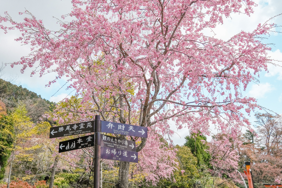 【大阪景點】勝尾寺 達摩不倒翁祈福勝利/公車1班直達交通教學 @Alina 愛琳娜 【大阪景點】勝尾寺 達摩不倒翁祈福勝利/公車1班直達交通教學 @Alina 愛琳娜