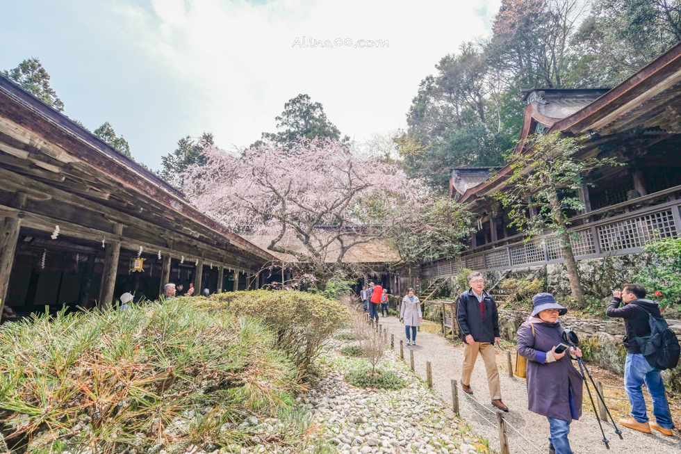 【奈良景點】吉野山-關西賞櫻名所｜千本櫻花樹海世界遺產 @Alina 愛琳娜