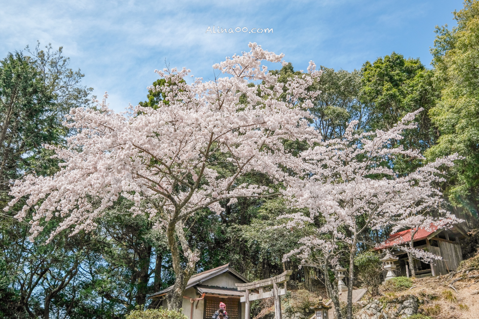 【奈良景點】吉野山-關西賞櫻名所｜千本櫻花樹海世界遺產 @Alina 愛琳娜