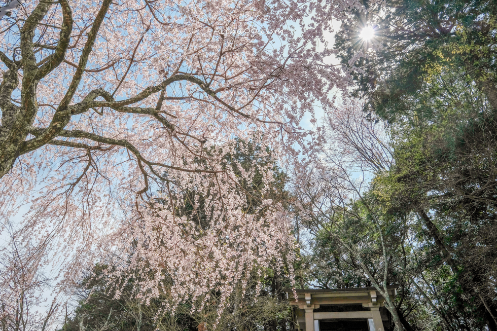 【奈良景點】吉野山-關西賞櫻名所｜千本櫻花樹海世界遺產 @Alina 愛琳娜